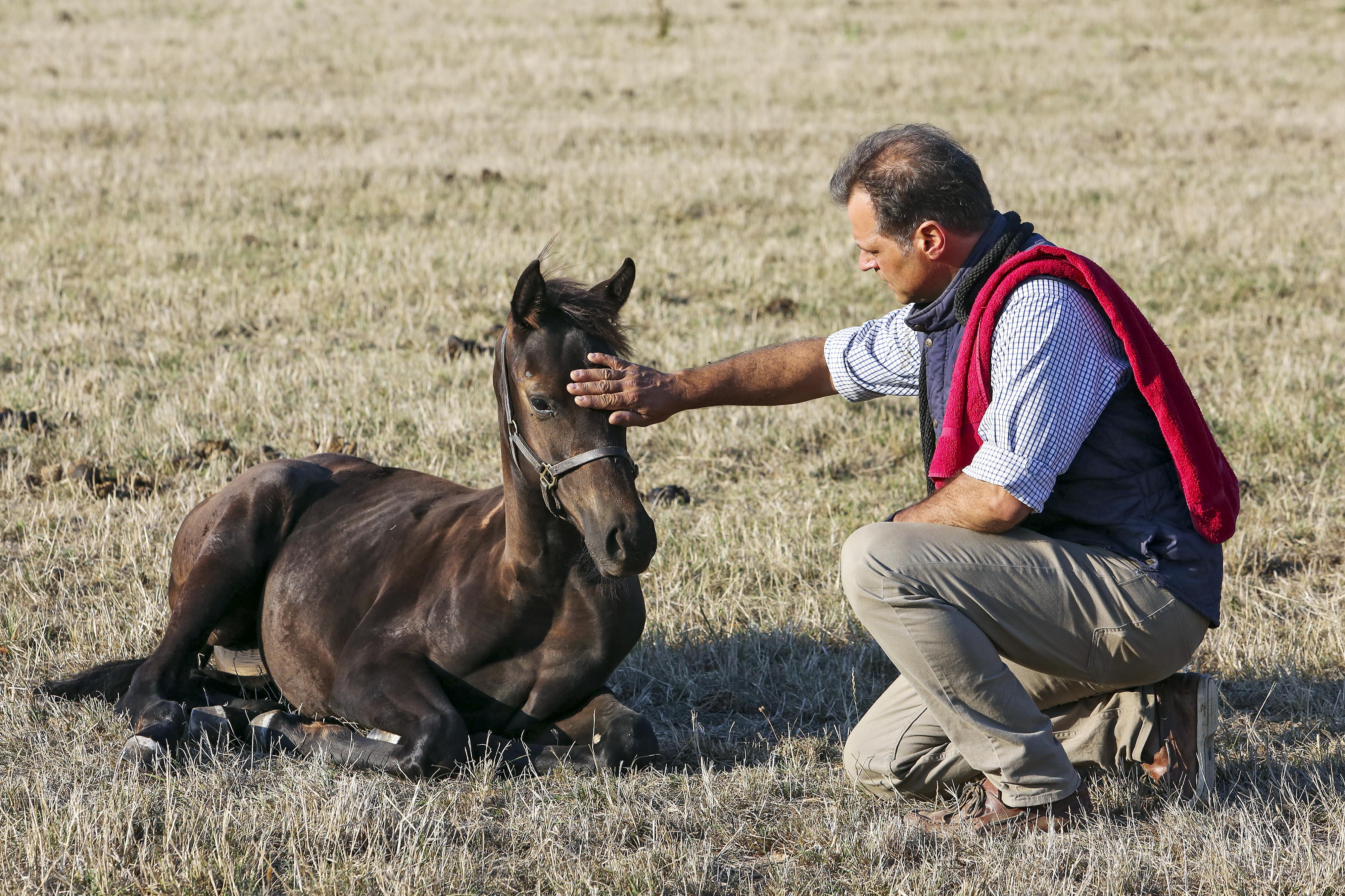 een man legt zijn hand op het hoofd van een veulen dat in de wei ligt