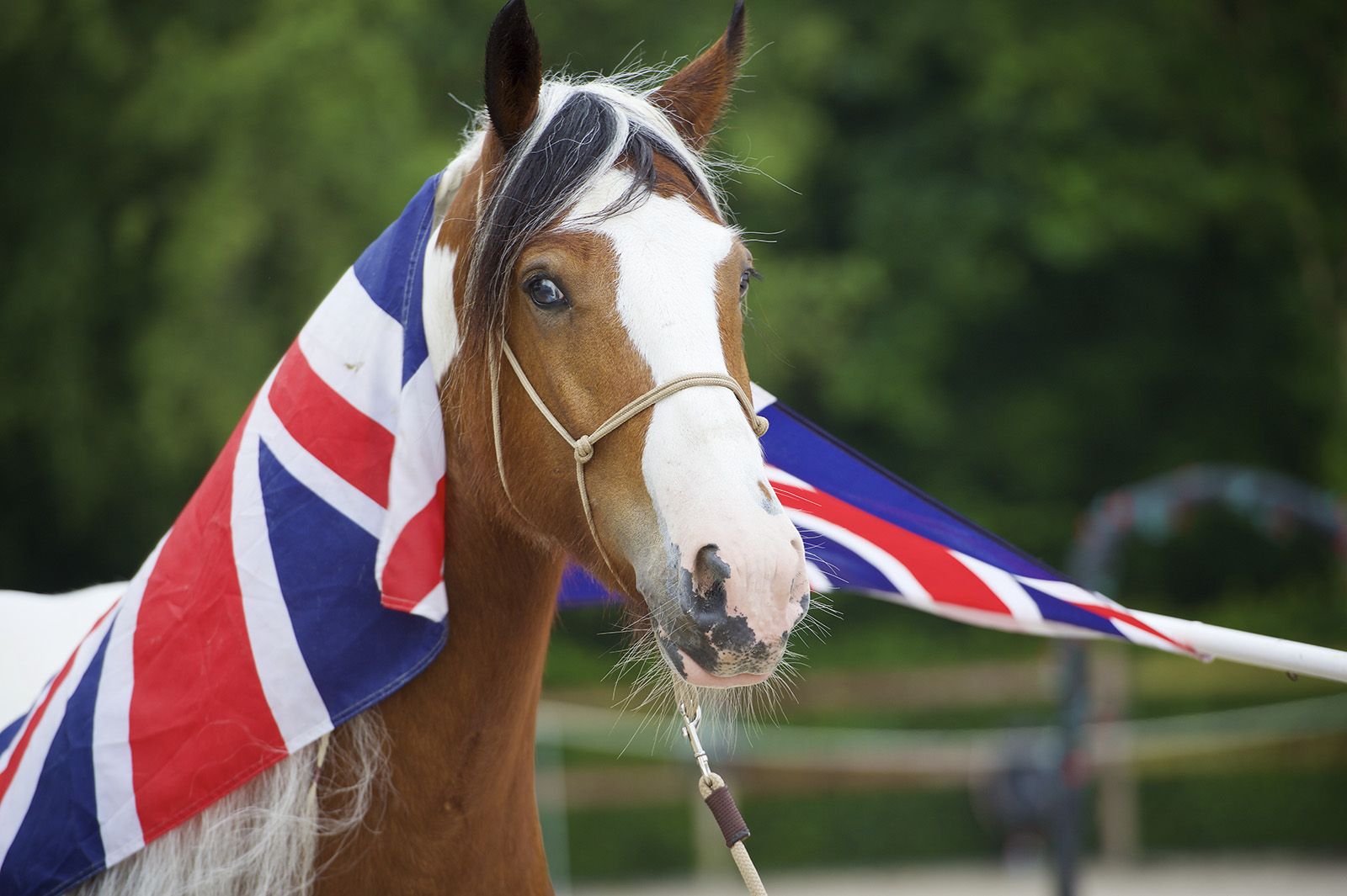 een paard dat gewend is aan een vlag die over zijn hals hangt