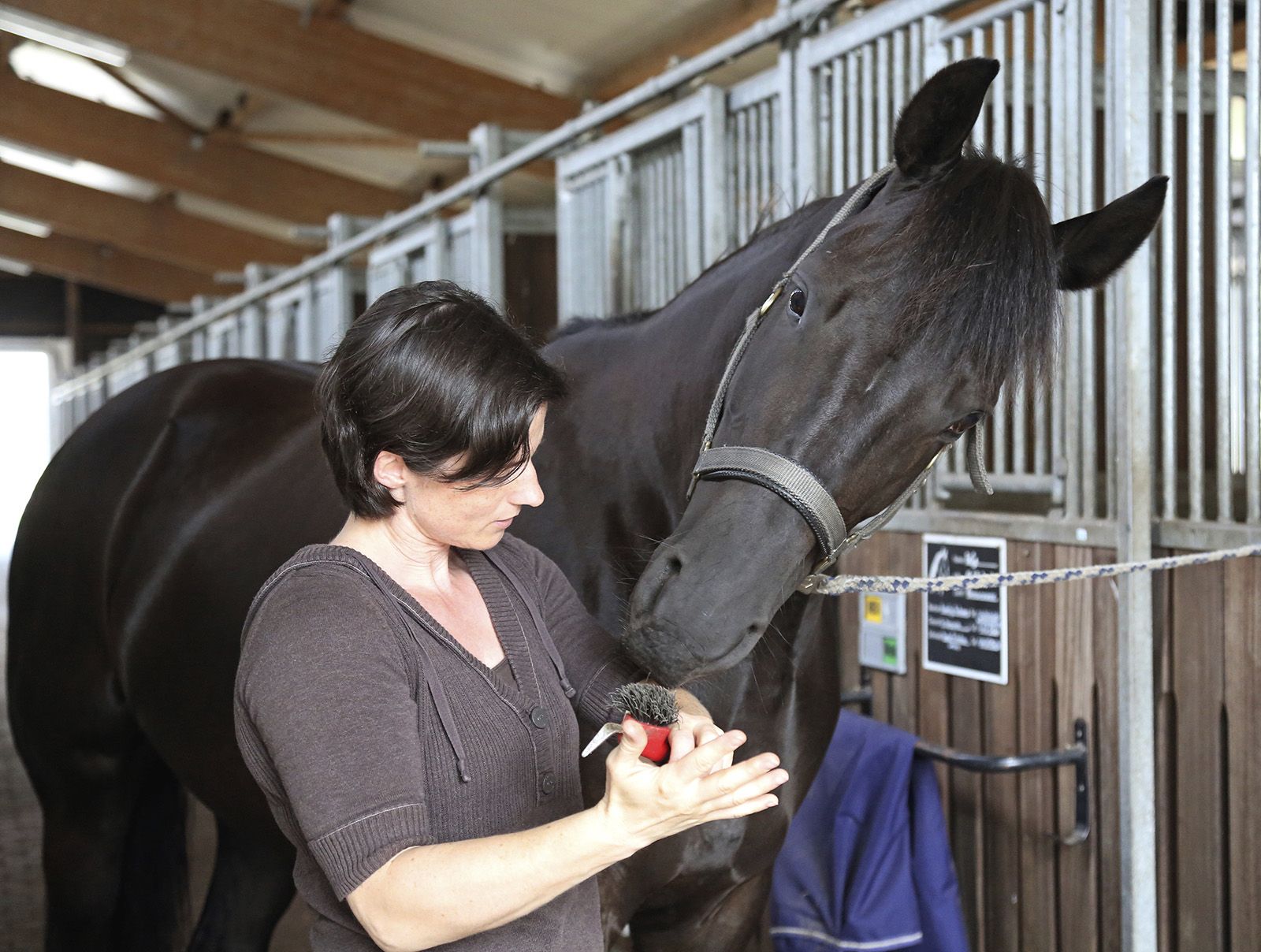 een nieuwsgierig paard kijkt naar wat zijn eigenaresse doet met de hoevenkrabber in haar handen