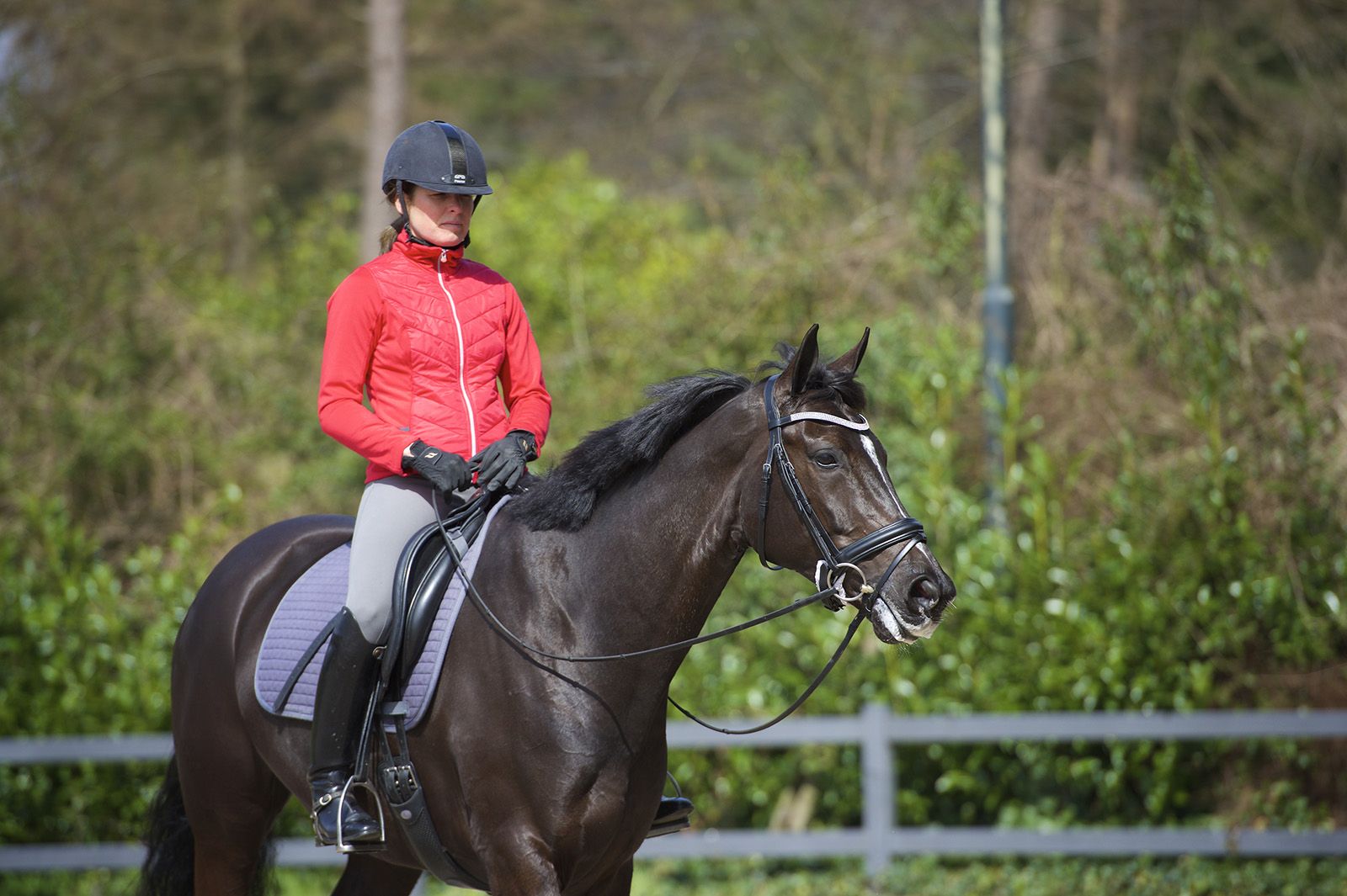 een jong paard stap ontspannen aan een lang teugeltje rond