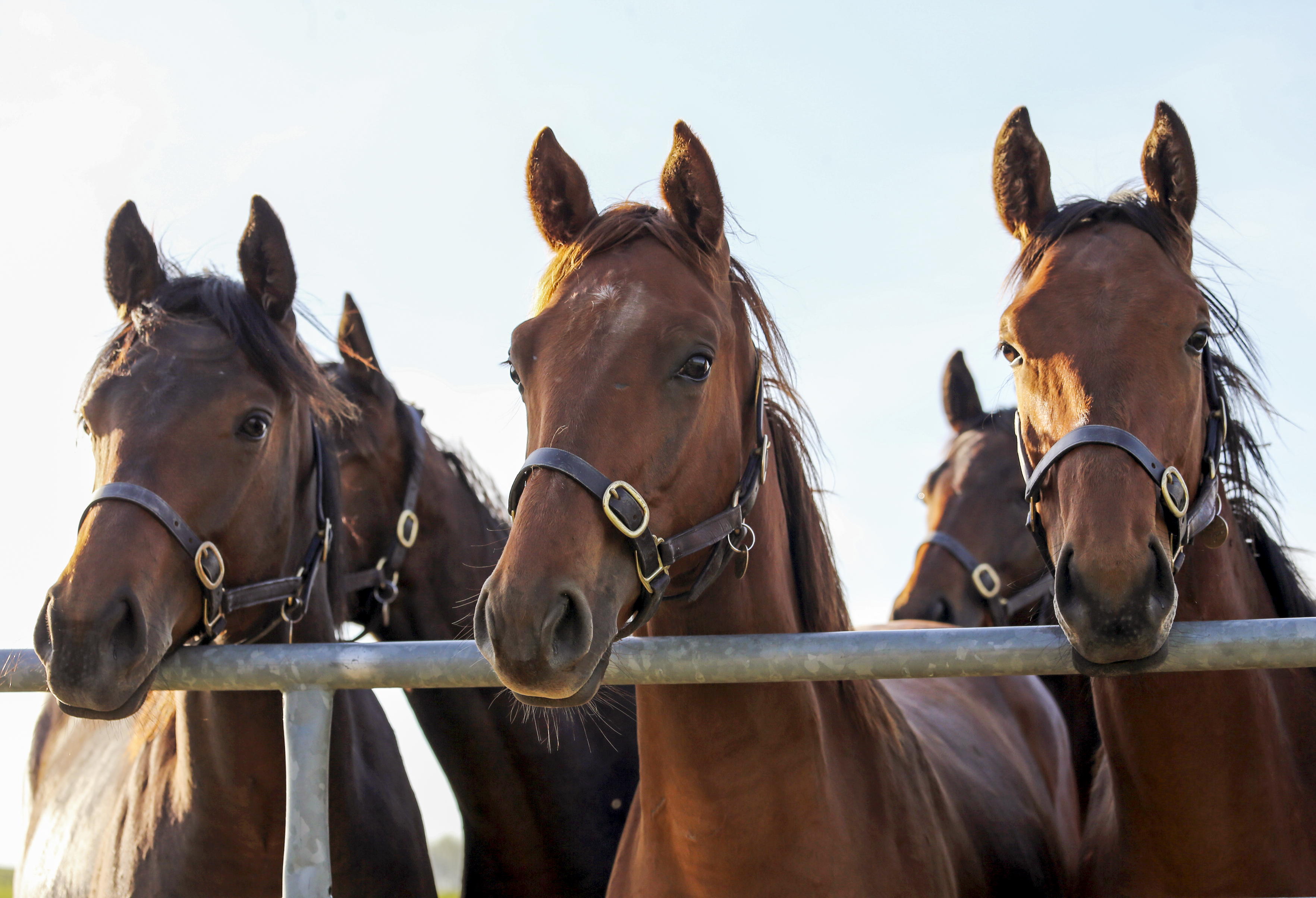 er staan meerdere paarden naast elkaar over een hek te kijken