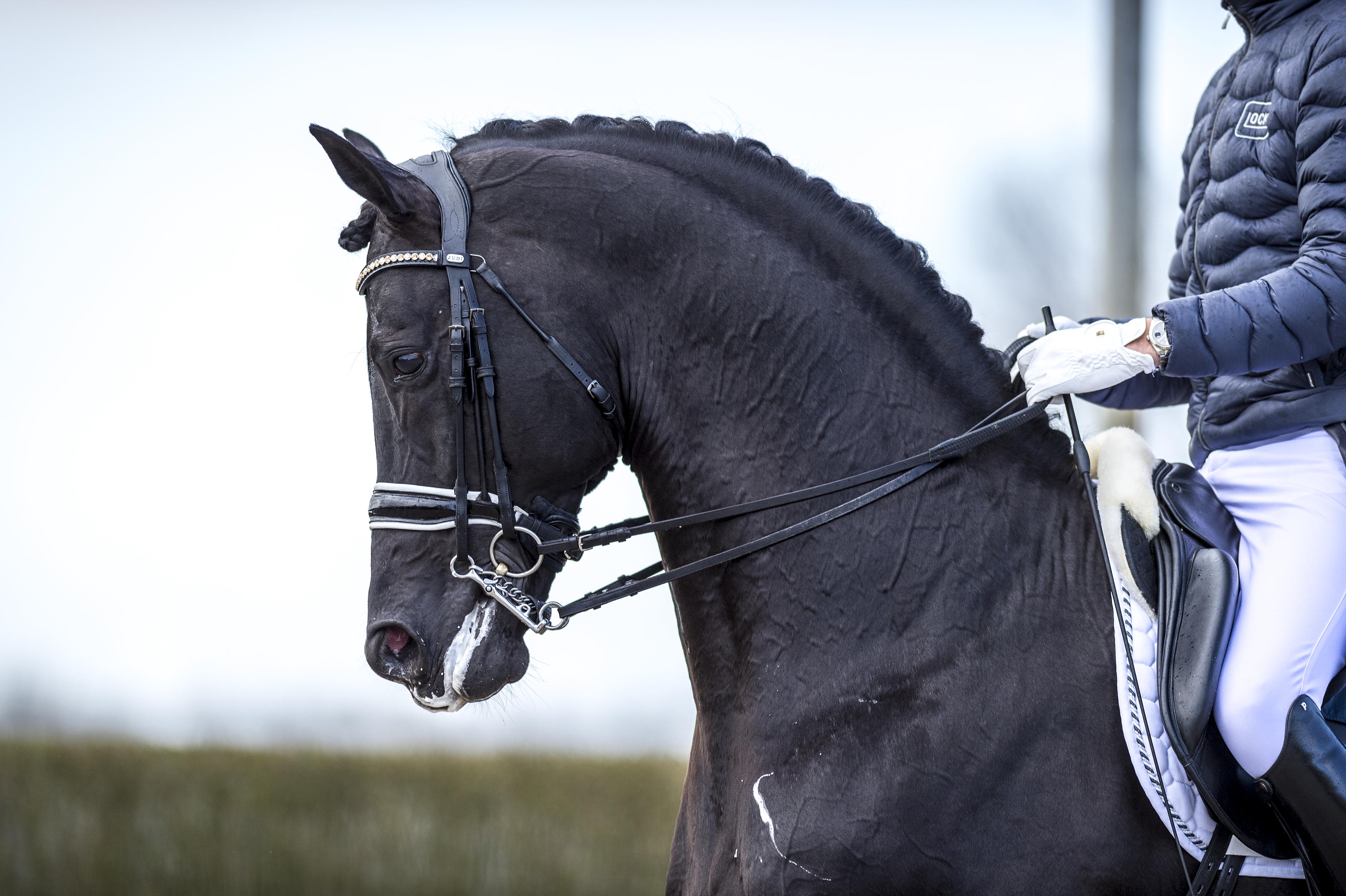 dressuurpaard in de aanleuning