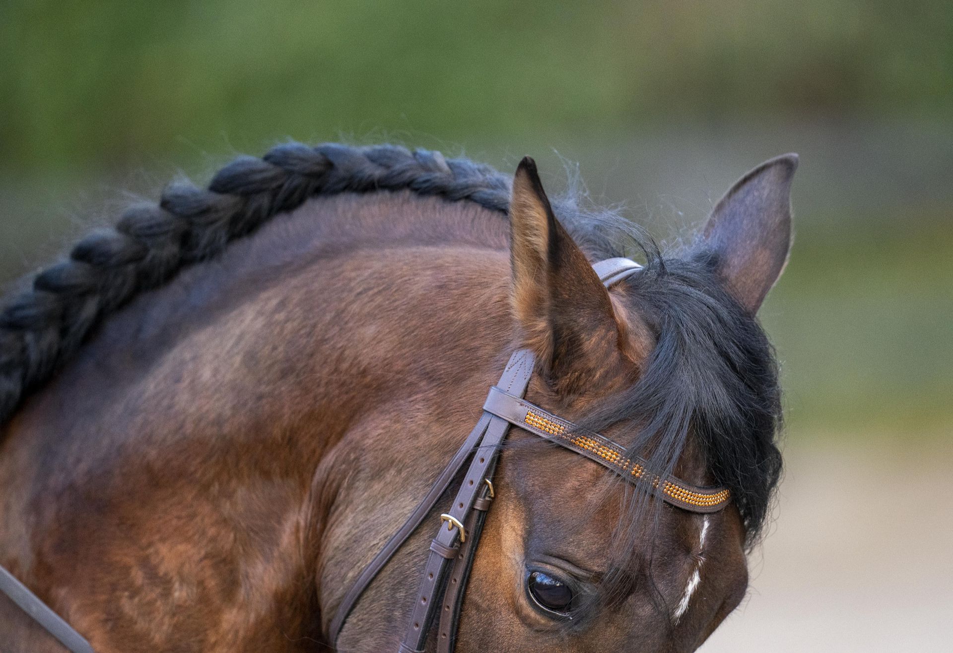 paard heeft oren in de nek en scant wat achter hem gebeurt